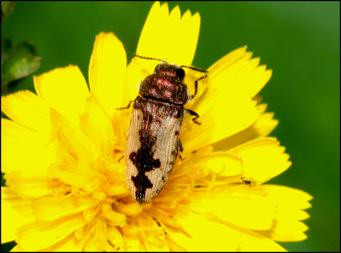 buprestide montanaro: Acmaeodera pilosellae